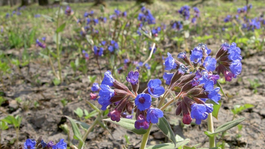 Сухие цветы Медуница