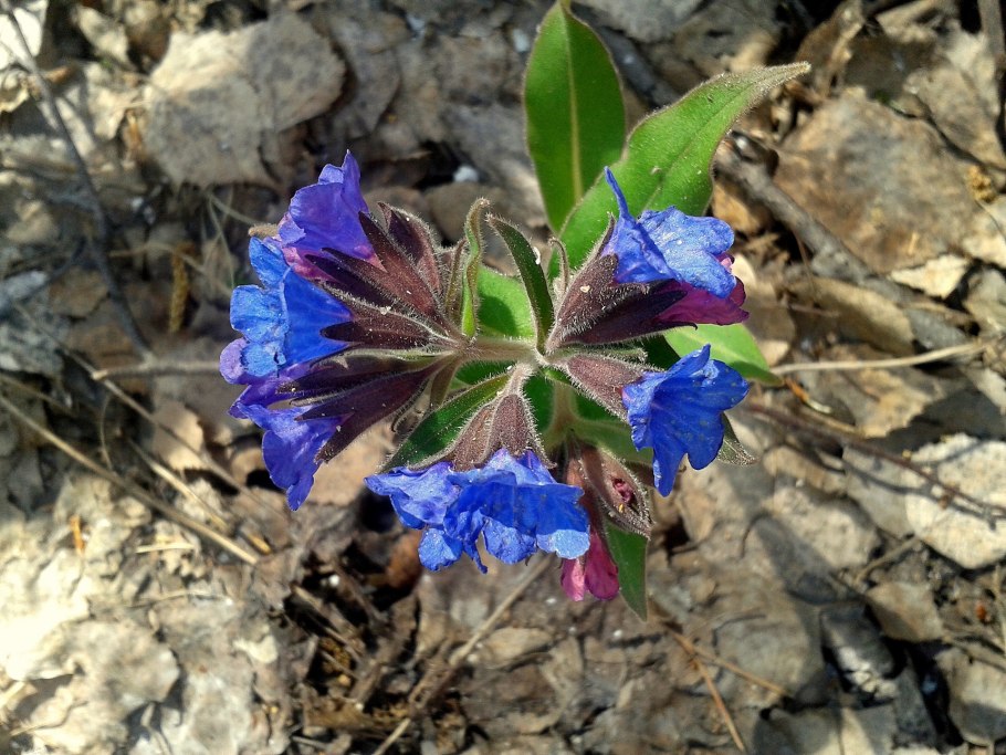 Медуница Лесная