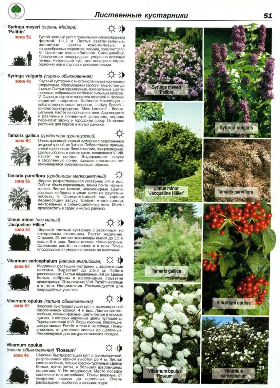 Кустарники перечень