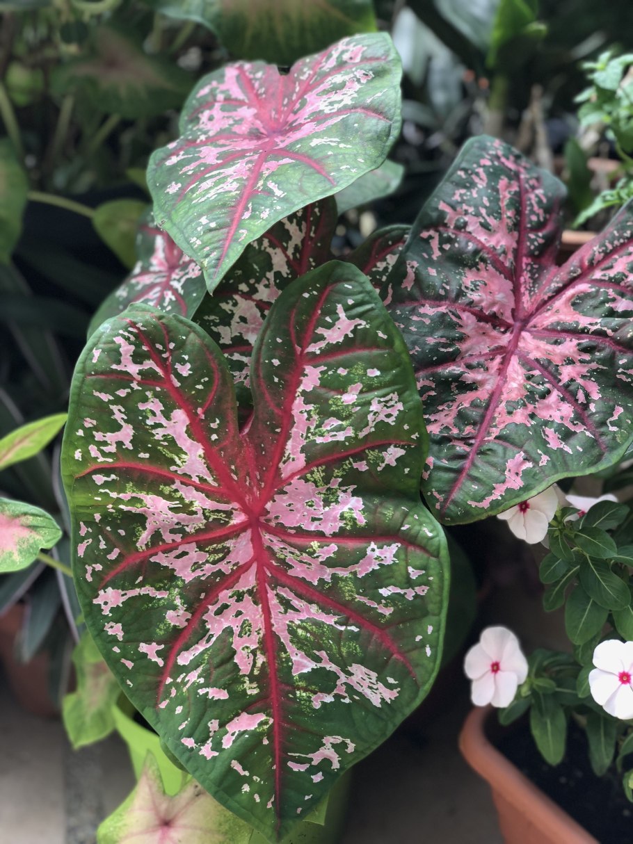 Каладиум Флорида Кардинал