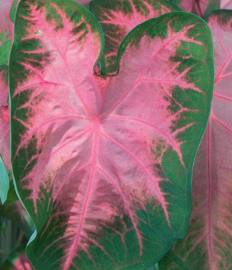 Каладиум Флорида