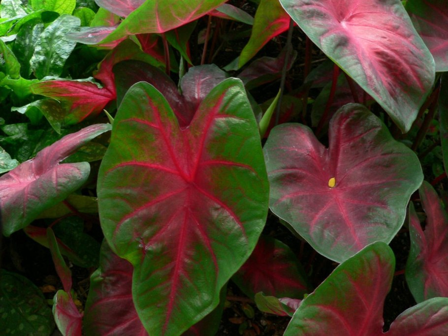 Caladium Summer Pink