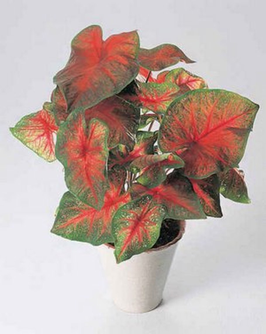 Каладиум пестрый цветок