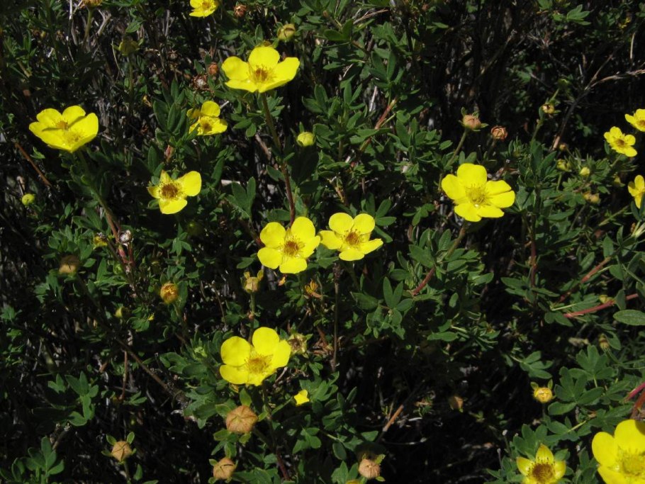 Травяной чай россыпь