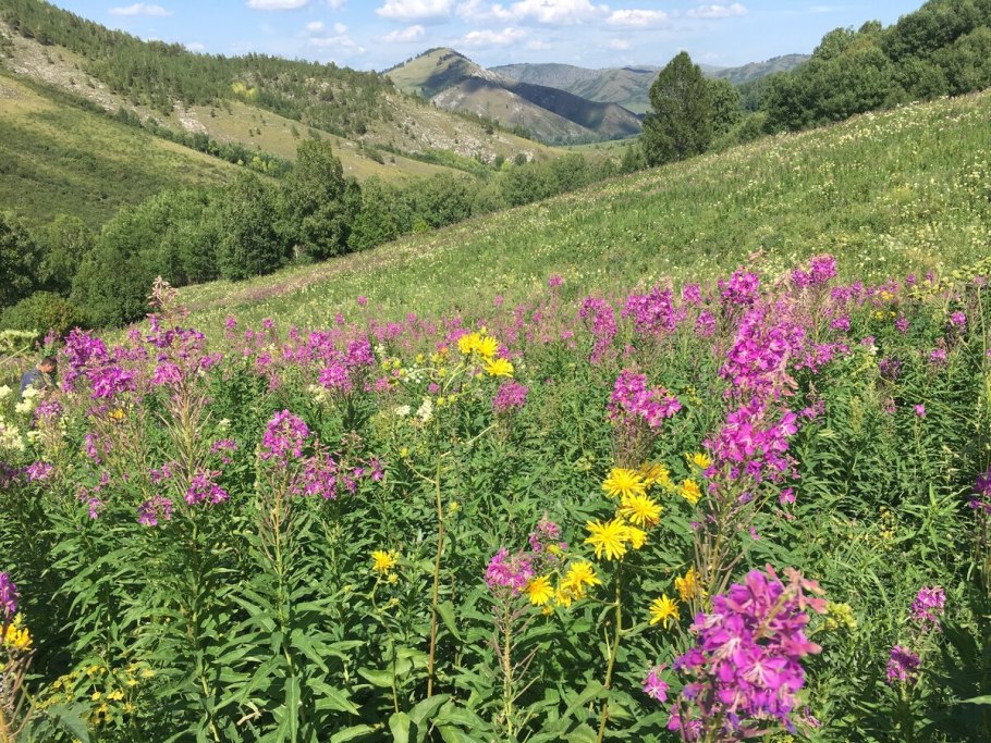 Лапчатка Алтайская