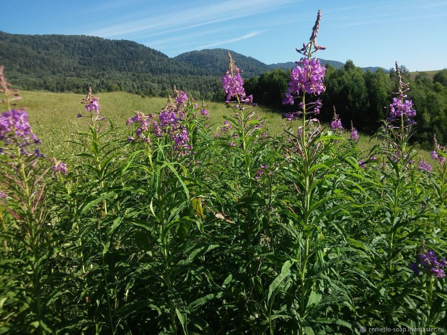 Рододендрон Саган дайля