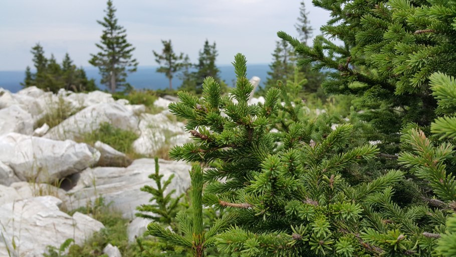 Ель европейская Picea Abies