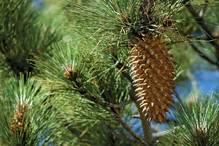 Пихта Сибирская (Abies sibirica) шишки