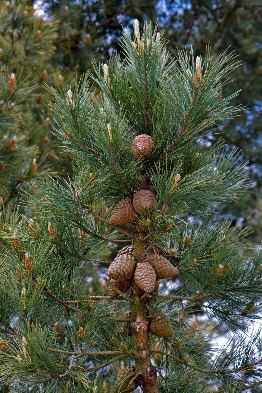 Елка пихта кедр