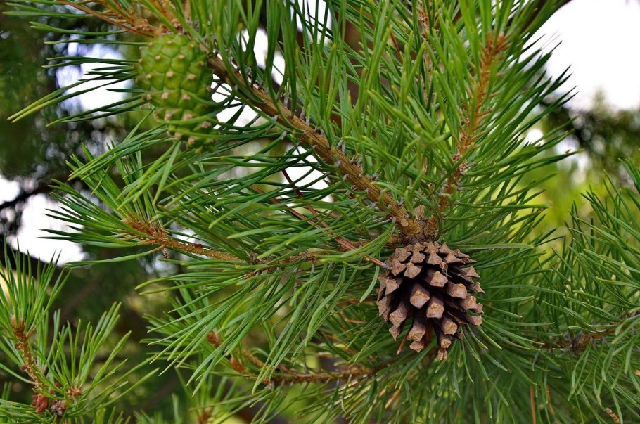 Сосна густоцветковая шишки