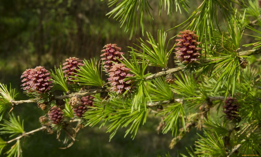Лиственница Сукачева Архангельская