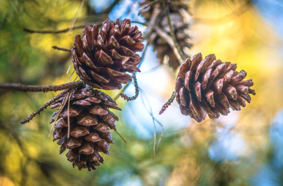 Кедр шишки и орехи