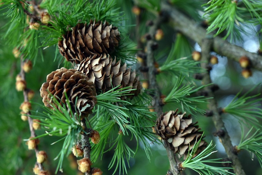 Сосна Пицундская шишки