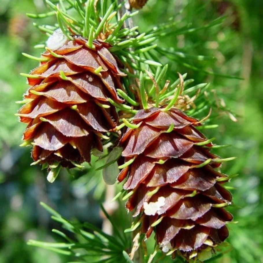 Larix occidentalis