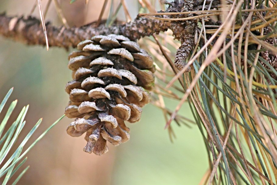 Pinus Sylvestris шишки