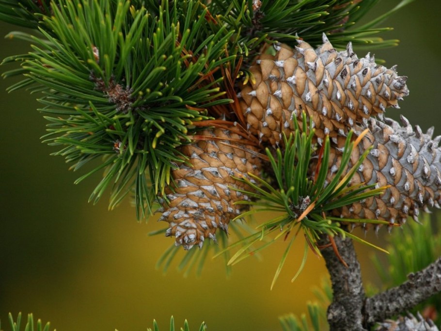 Шишки хвойных деревьев раскрываются к чему