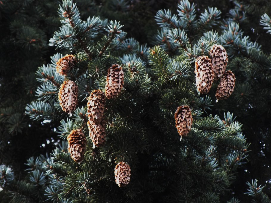 Камчатка шишки