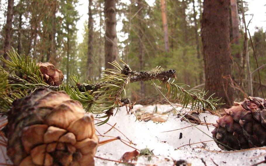 Семейство сосновые Pinaceae
