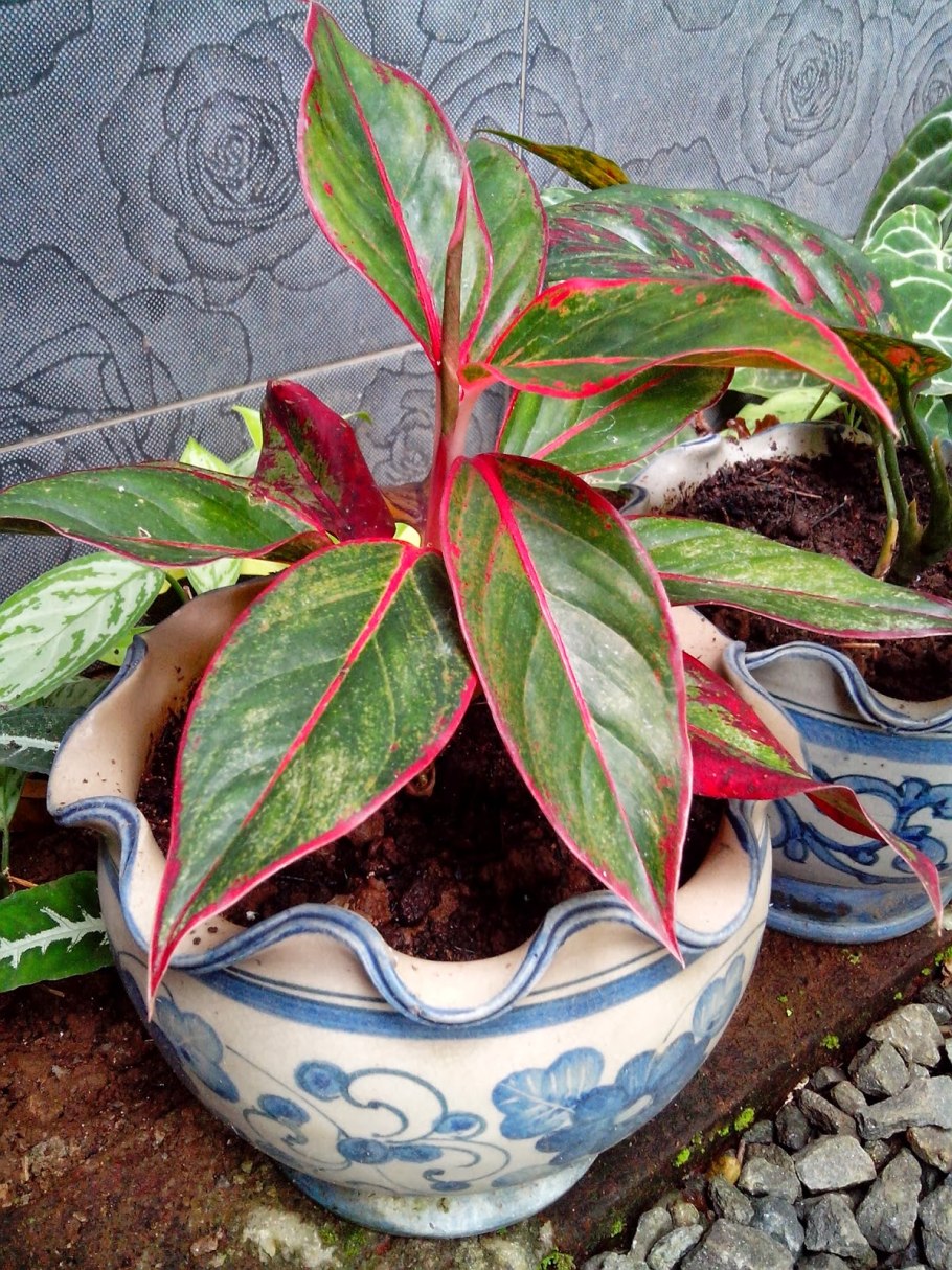 Аглаонема Липстик