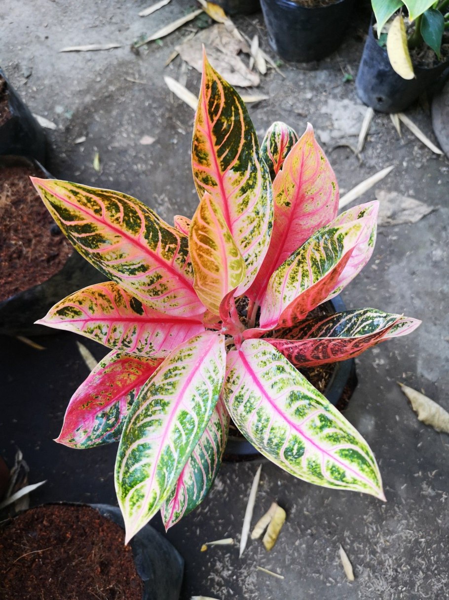 Аглаонема Кинг