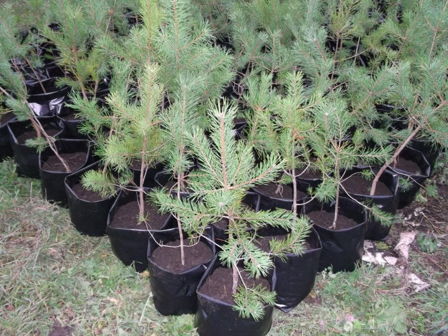 Ель канадская Коника