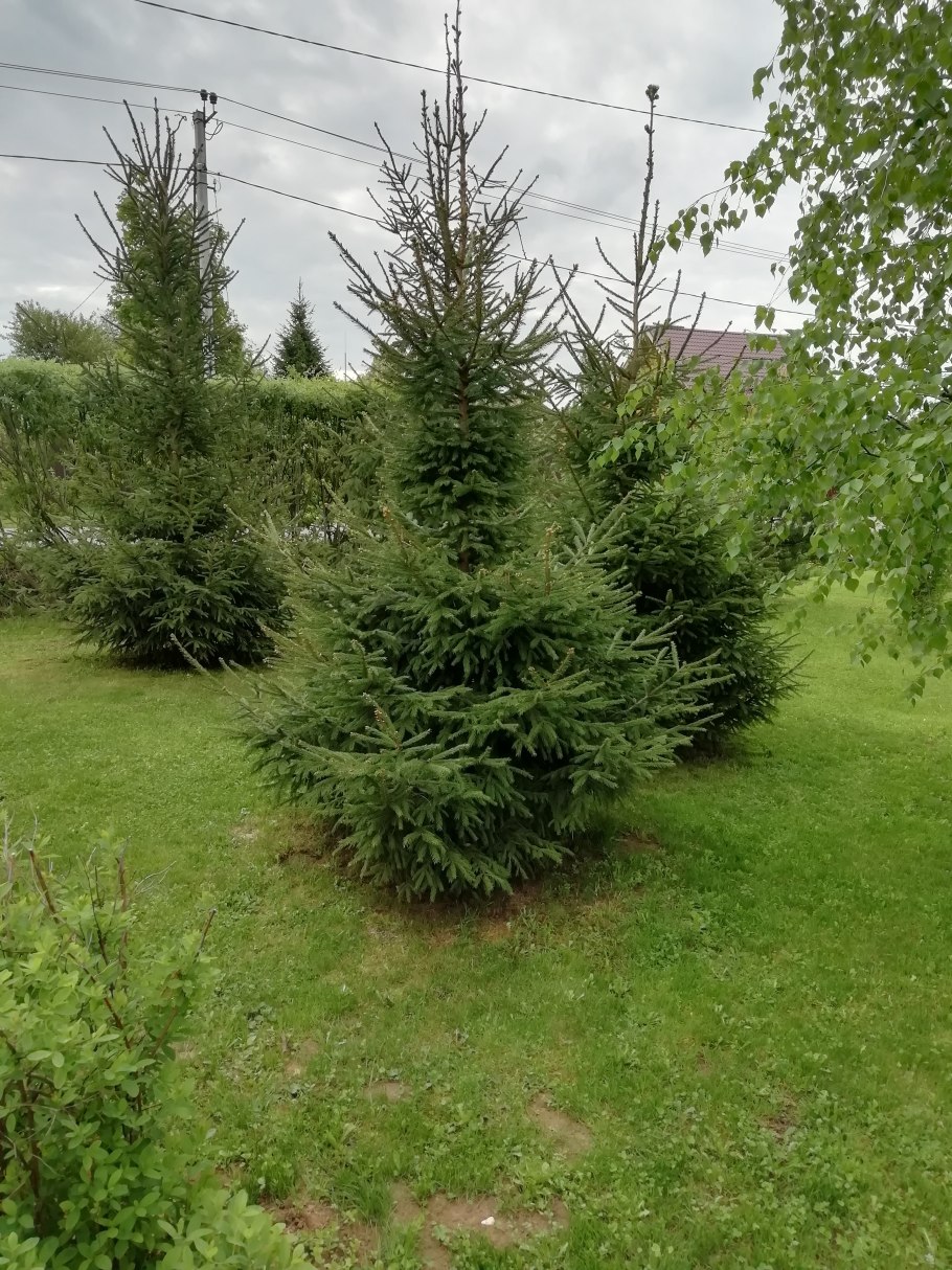 Елка туя пихта можжевельник