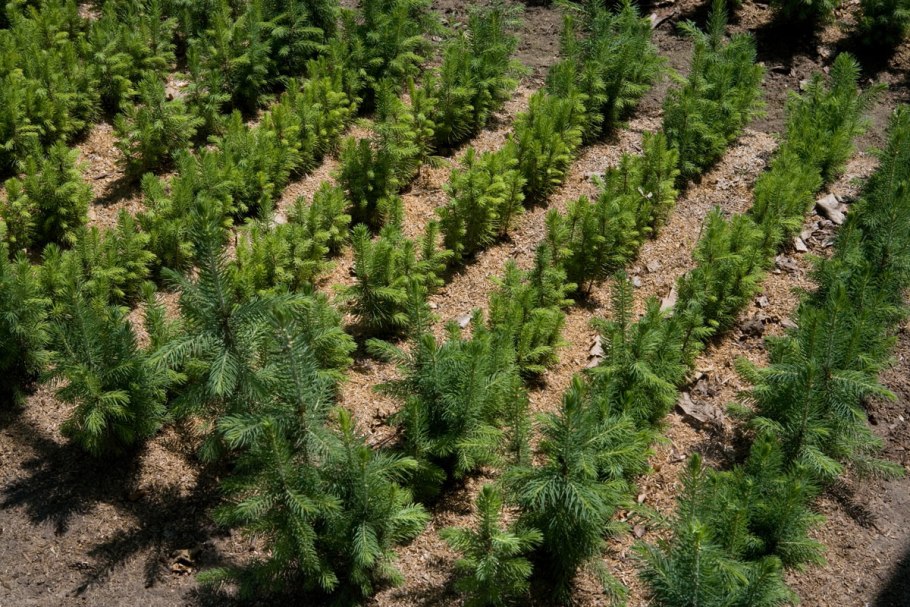 Вырубка елка