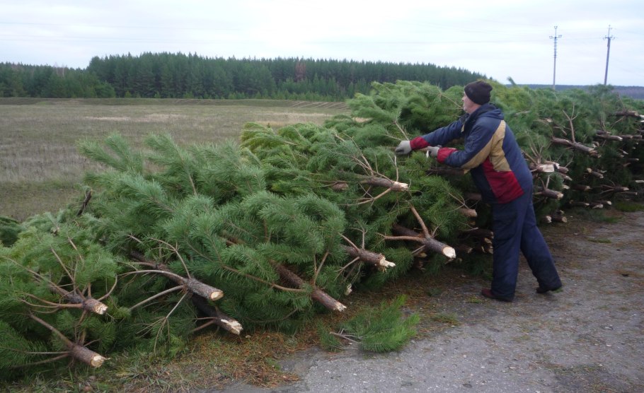 Саженцы сосны ЗКС