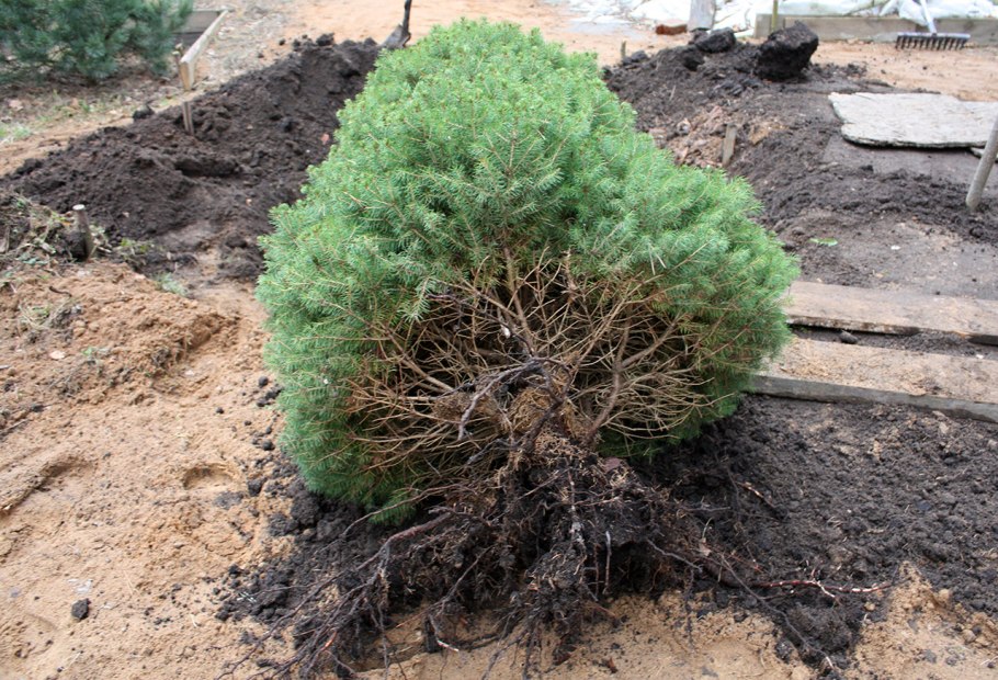 Маленькая елка в лесу