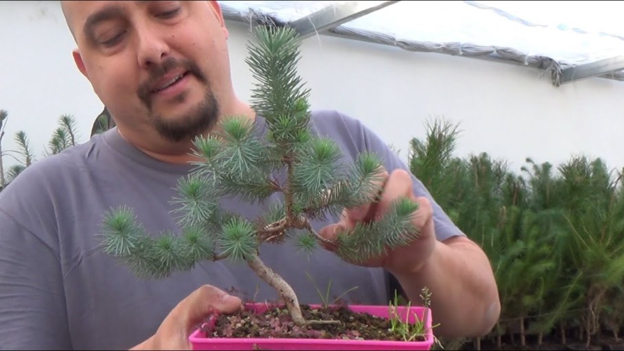 Высаживание лесов