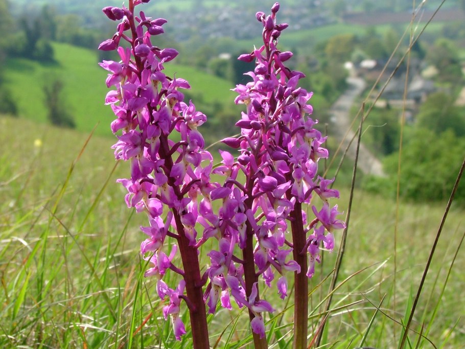 Orchis mascula Claire