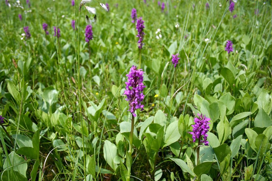 Ятрышник шлемоносный