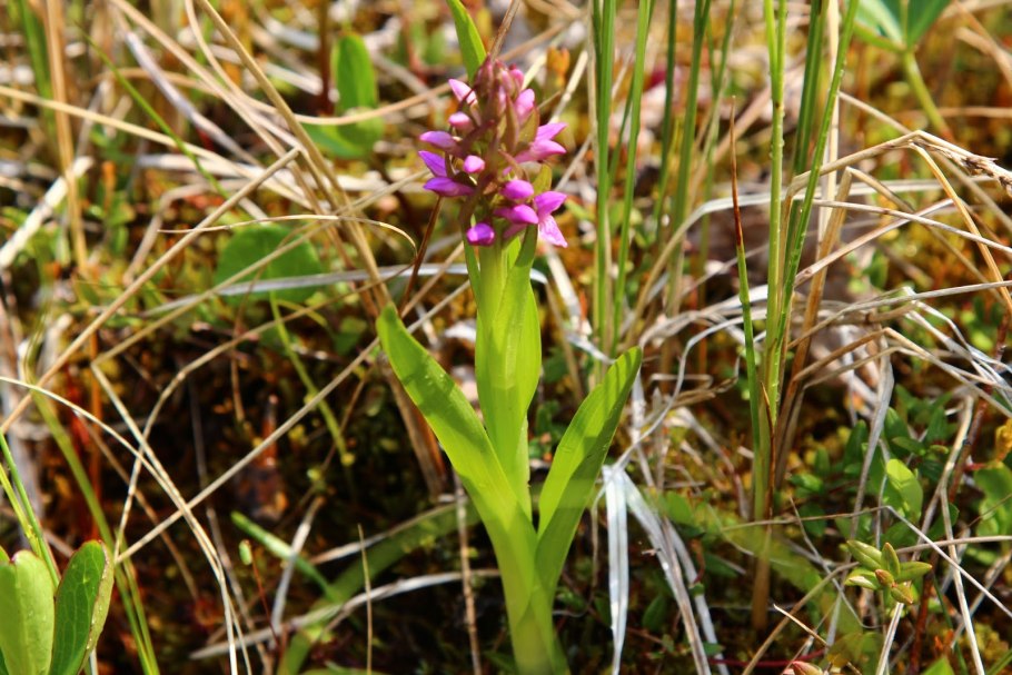 Пальчатокоренник мясокрасный
