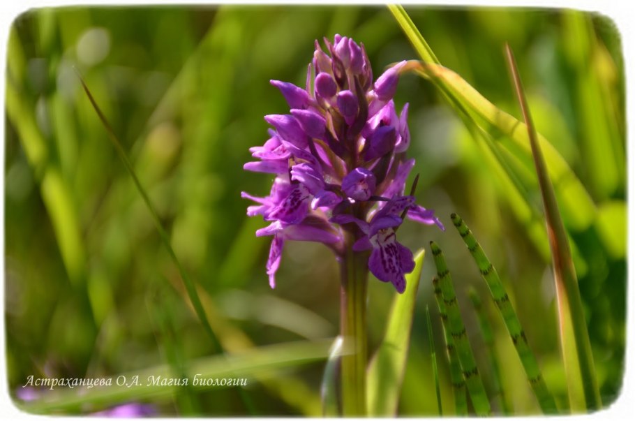 Ятрышник бледный