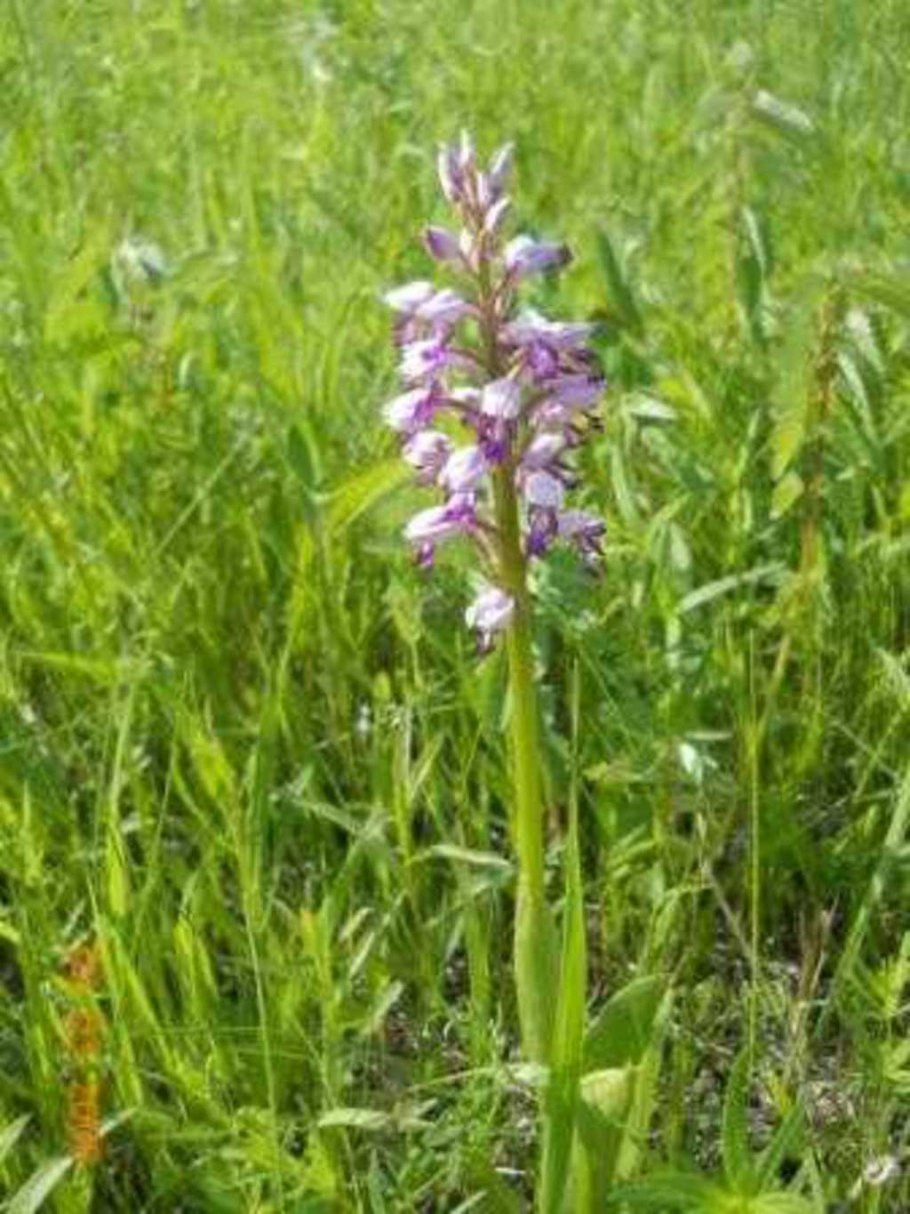 Ятрышник точечный