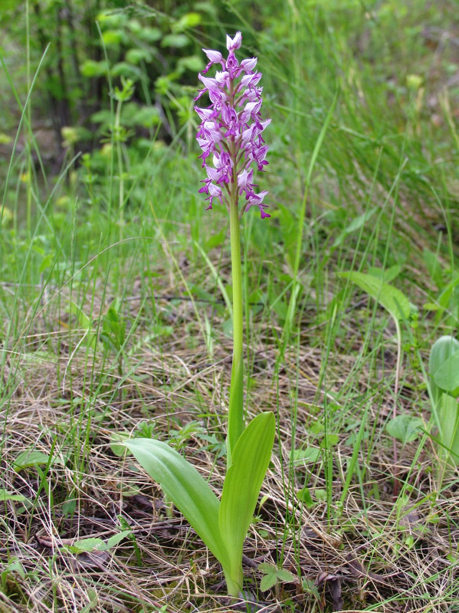 Ятрышник раскрашенный Orchis picta