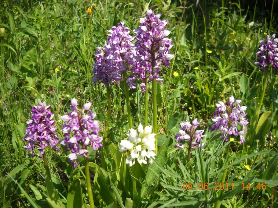 Ятрышник салеп дары Адыгеи