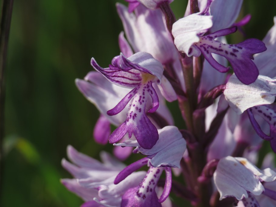 Ятрышник бледный