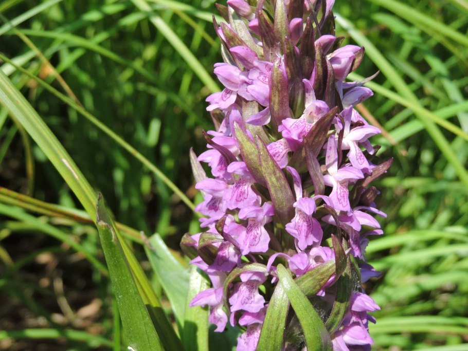 Ятрышник шлемоносный