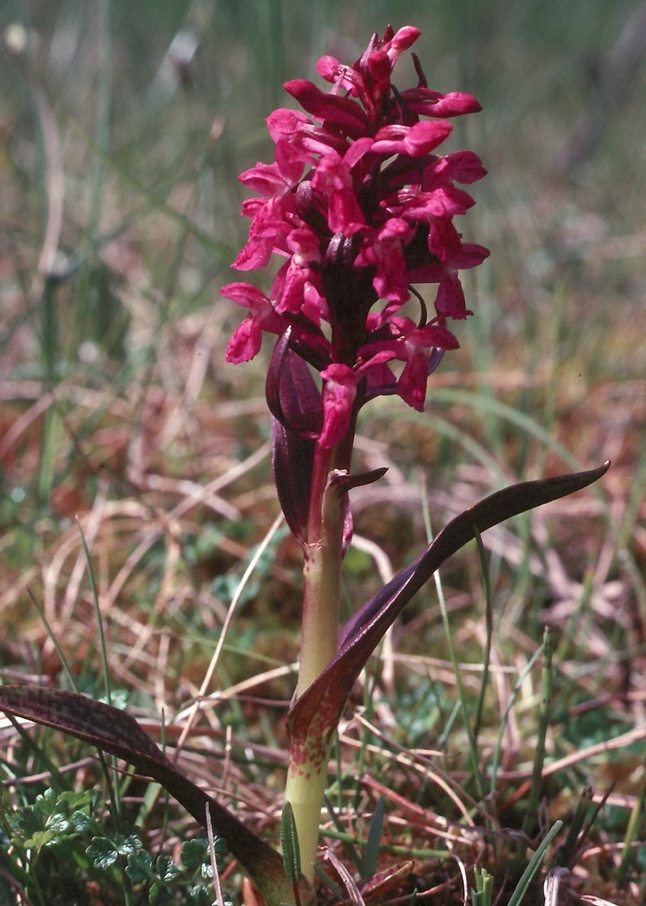 Ятрышник шлемоносный (Orchis militaris , 1753)
