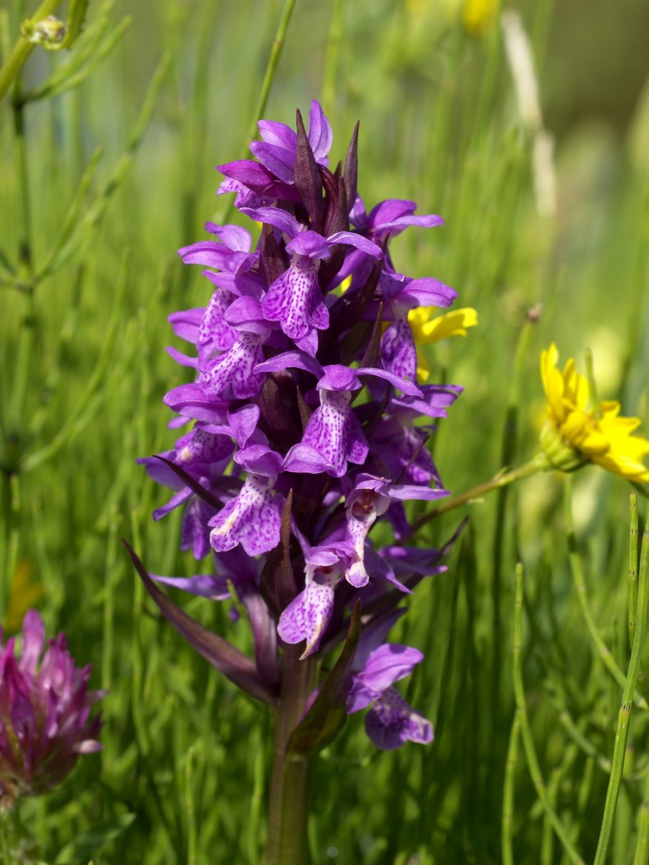 Ятрышник шлемоносный (Orchis militaris),