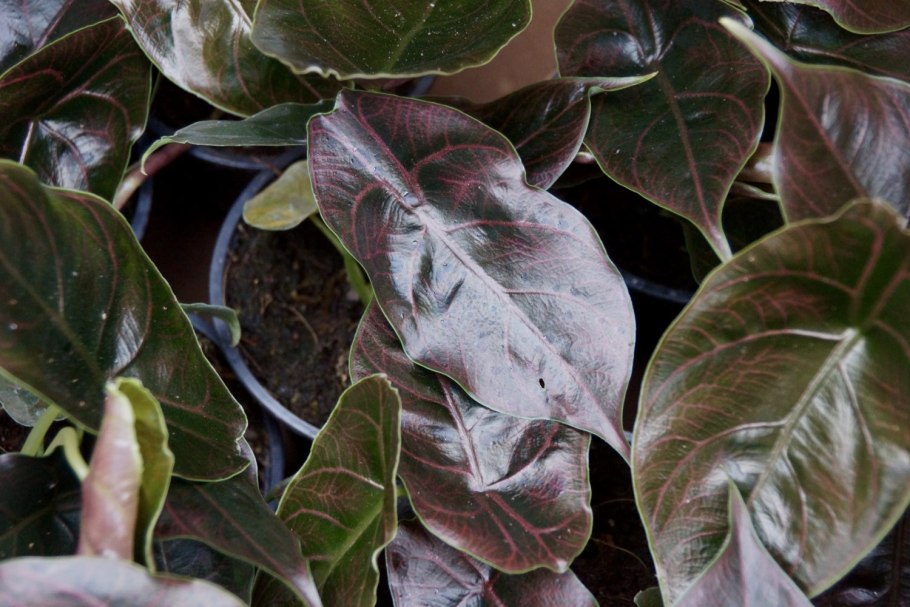 Алоказия Купрея