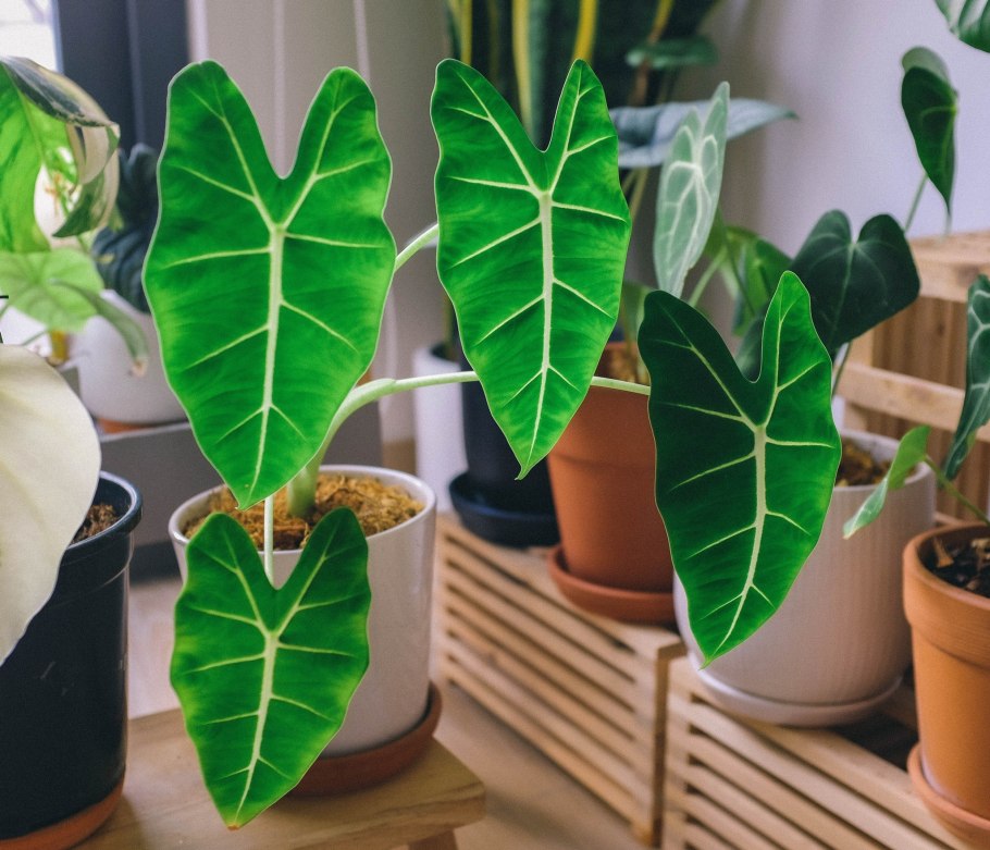 Алоказия Сандера Alocasia sanderiana