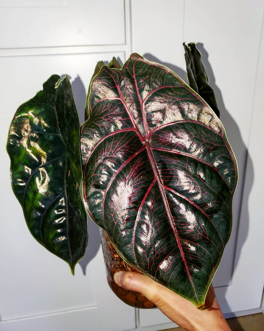 Алоказия Azlanii