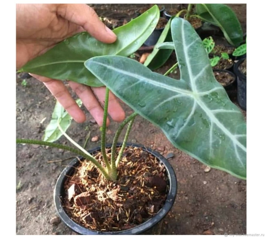 Алоказия Полли маленькая