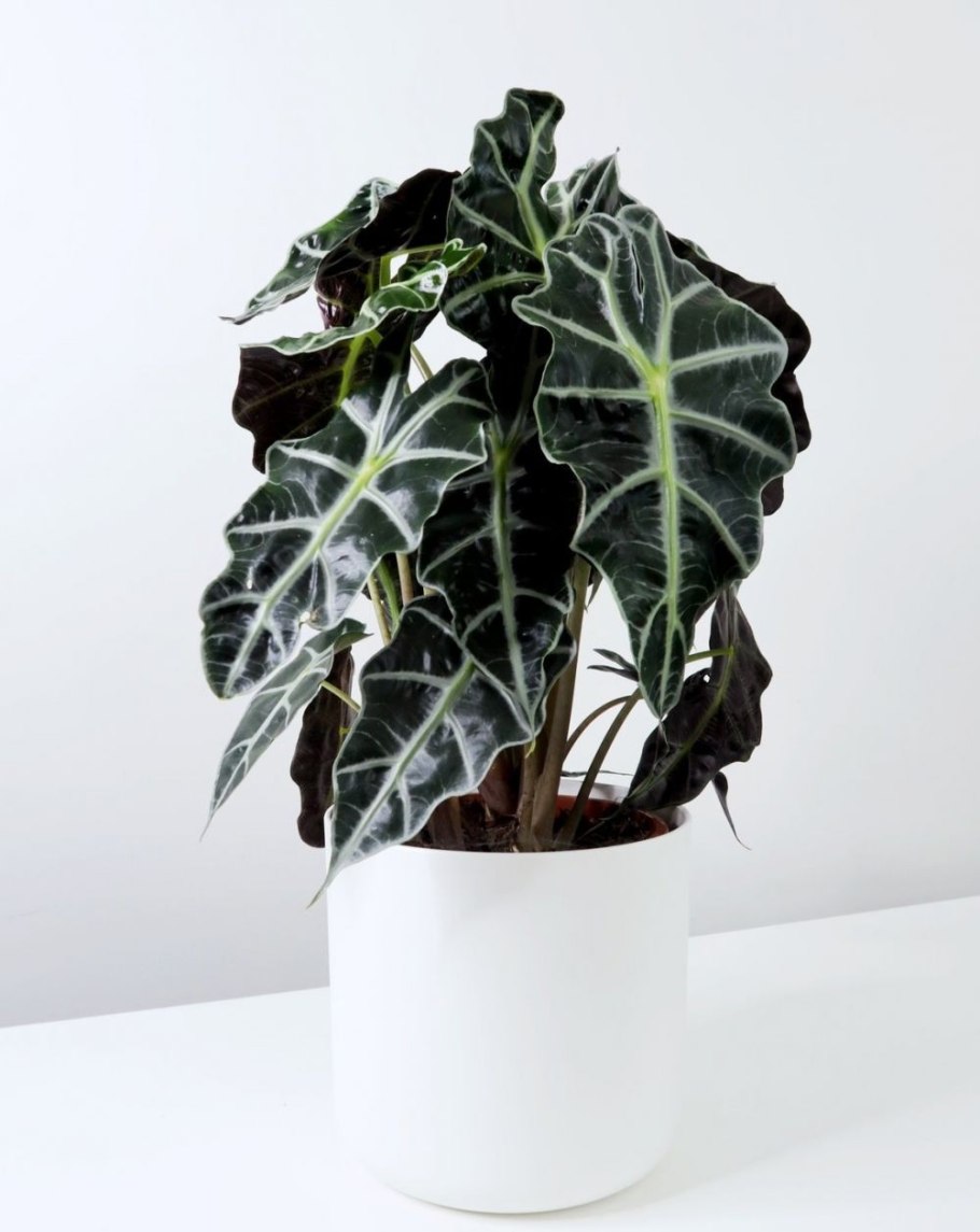 Алоказия Регина