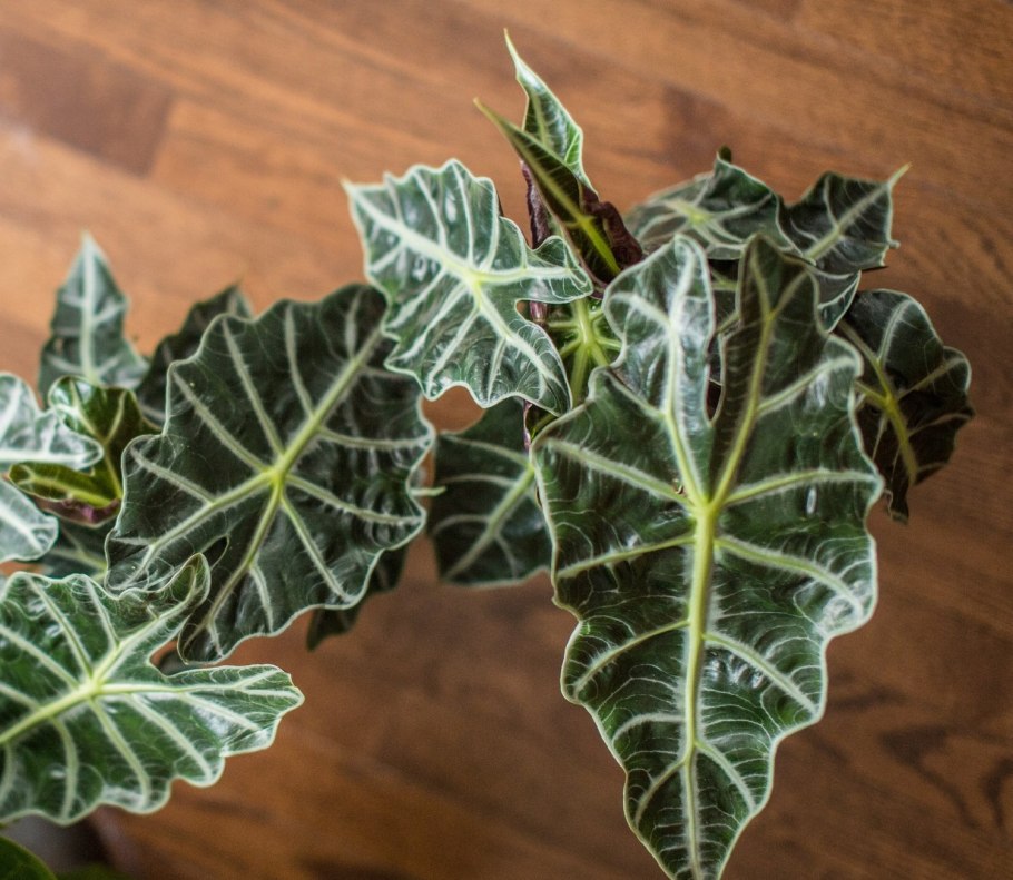 Лоурайдер алоказия