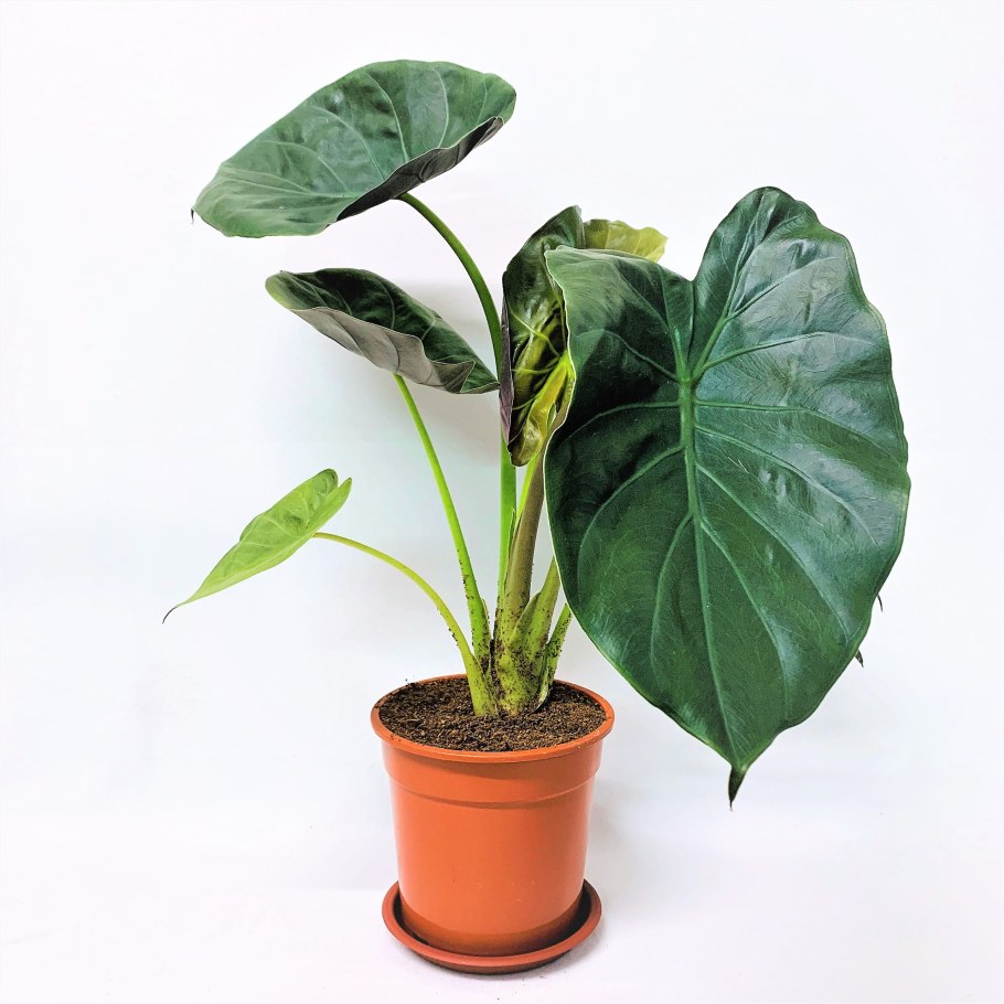 Алоказия heterophylla