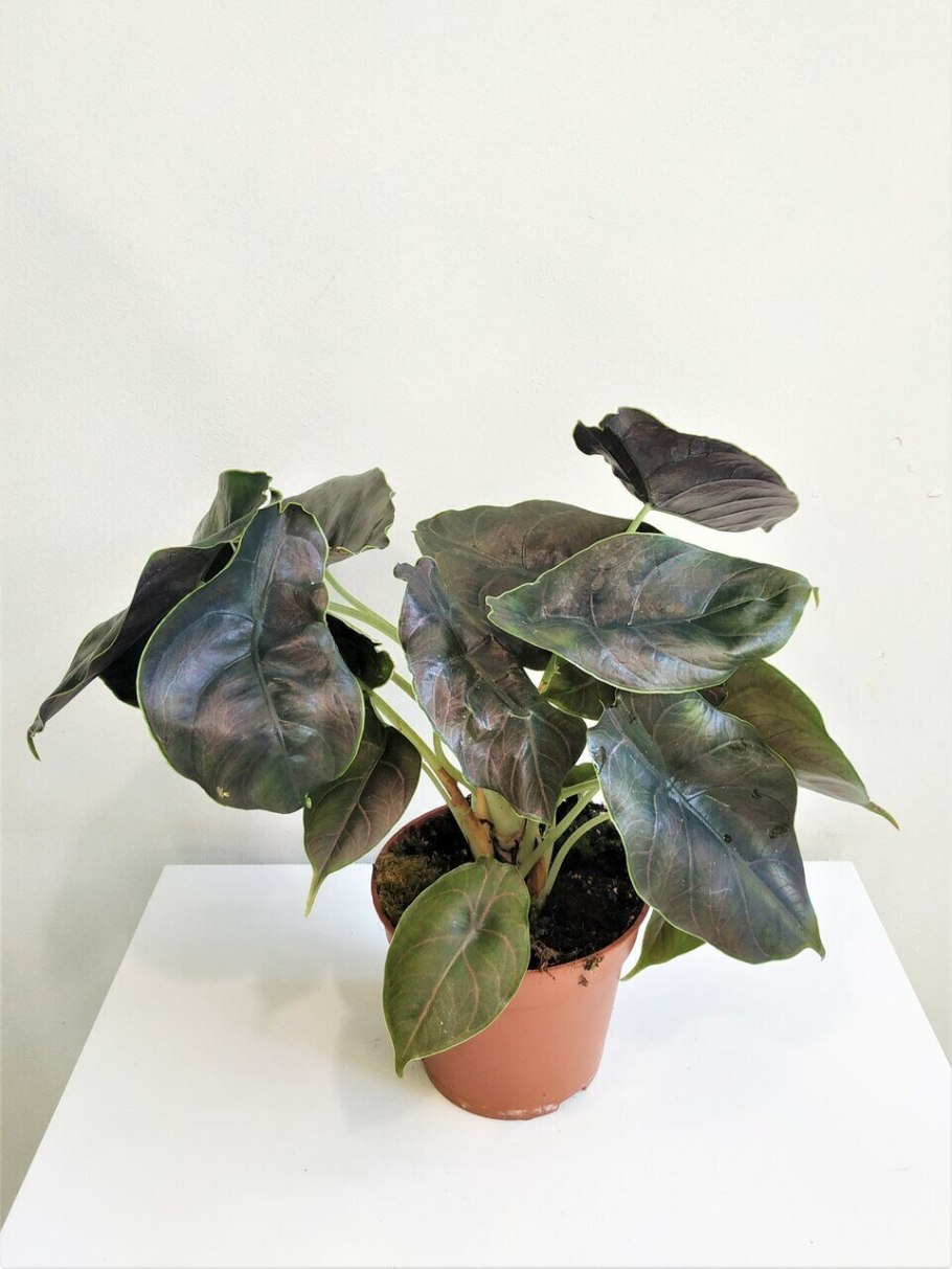 Алоказия Сильвер драгон