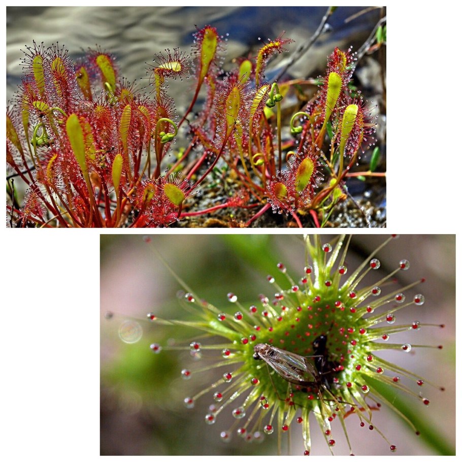 Автотрофный и гетеротрофный Тип питания